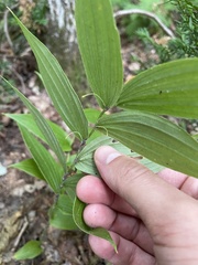 Streptopus lanceolatus