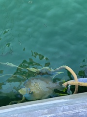Holacanthus bermudensis