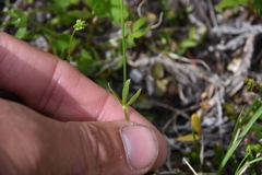 Ranunculus eschscholtzii