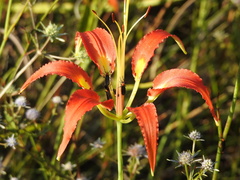 Lilium catesbaei