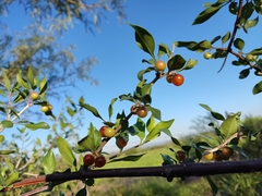 Celtis pallida