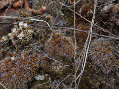 Syntrichia ruralis