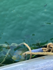Holacanthus bermudensis