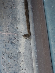 Pituophis catenifer catenifer