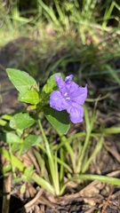 Ruellia caroliniensis
