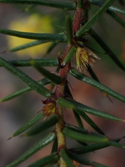 Acacia echinula