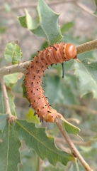 Anisota oslari
