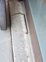 Pituophis catenifer catenifer