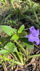 Ruellia caroliniensis
