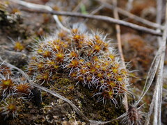 Syntrichia ruralis