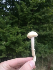 Agrocybe molesta