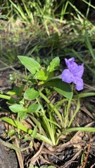Ruellia caroliniensis