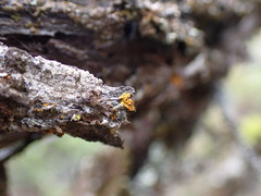 Xanthomendoza