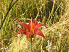 Lilium catesbaei