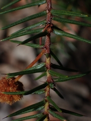 Acacia echinula