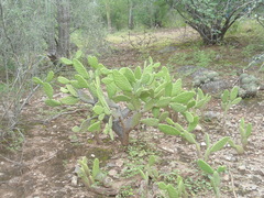 Opuntia lasiacantha
