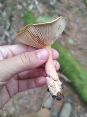 Lactarius helvus