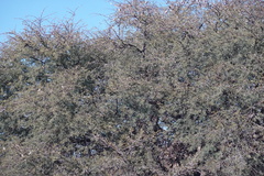 Vachellia erioloba
