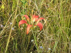 Lilium catesbaei