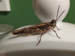 Acrotylus