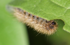 Phragmatobia fuliginosa