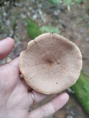 Lactarius helvus