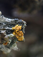 Xanthomendoza