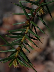 Acacia echinula