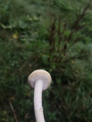 Agrocybe molesta