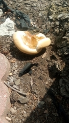 Ganoderma polychromum