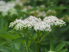 Eupatorium cannabinum cannabinum