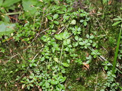 Galium palustre