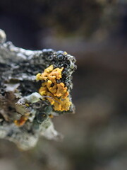 Xanthomendoza