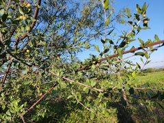 Celtis pallida