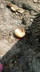 Ganoderma polychromum