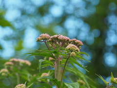 Eupatorium cannabinum cannabinum