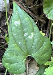 Dioscorea polystachya