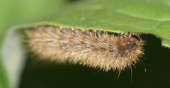 Phragmatobia fuliginosa