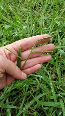 Paspalum laeve