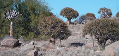 Aloidendron dichotomum
