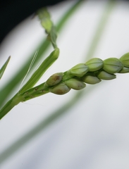 Paspalum laeve