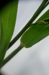 Paspalum laeve