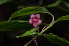 Euonymus occidentalis