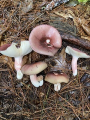 Russula mariae