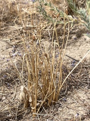 Eleocharis macrostachya