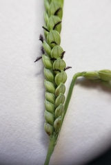 Paspalum laeve