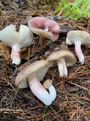 Russula mariae