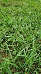 Paspalum laeve