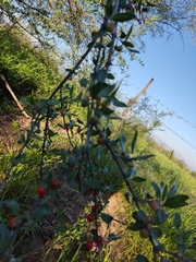 Celtis pallida