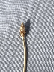 Eleocharis macrostachya